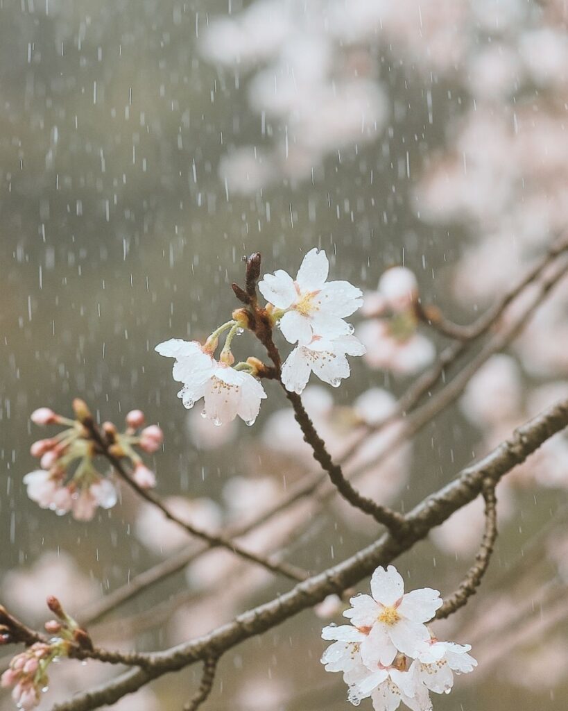 末吉俳句日記「雨しずく まとい八分の 花ざかり」俳句イメージ画像