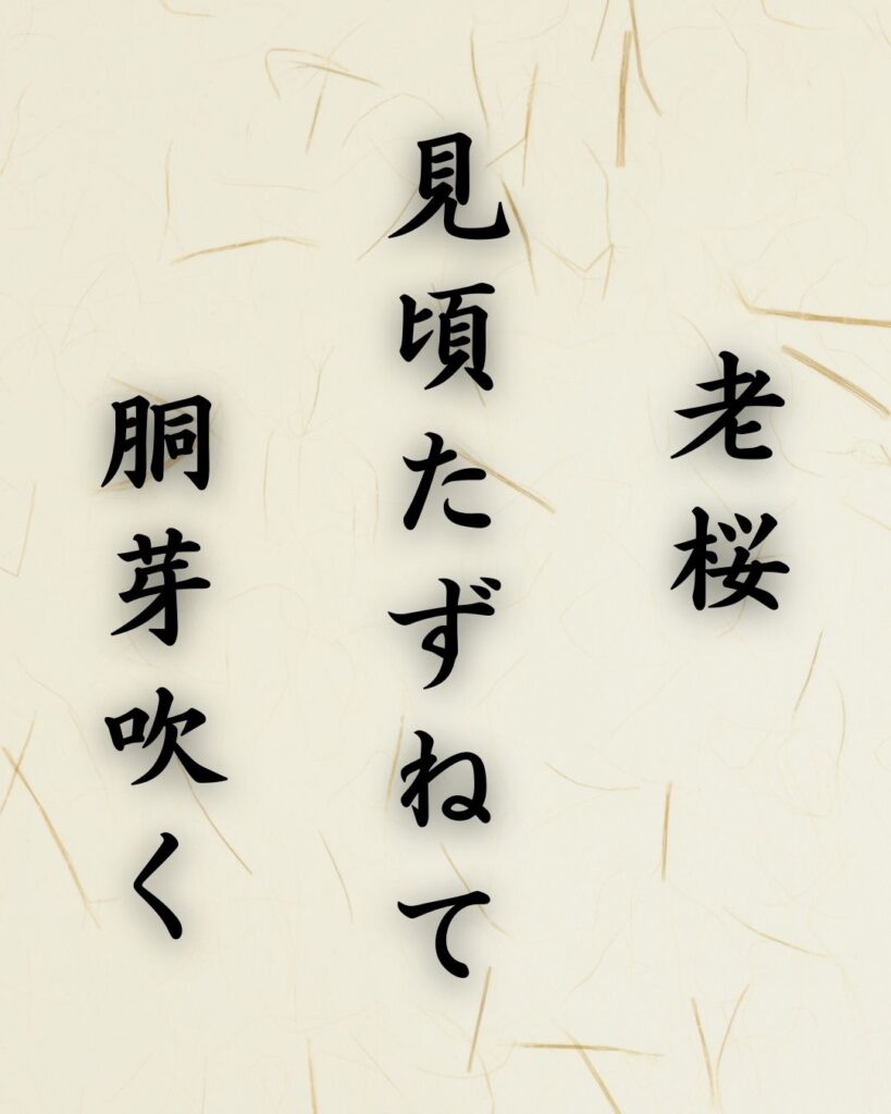 末吉俳句日記「老桜　見頃たずねて　胴芽吹く」俳句テキスト画像
