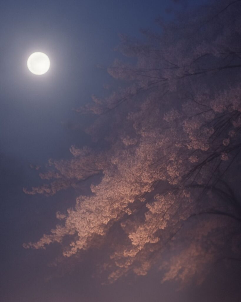 末吉俳句日記「千の夜や 霞む夜桜 とこしなへ」俳句イメージ画像