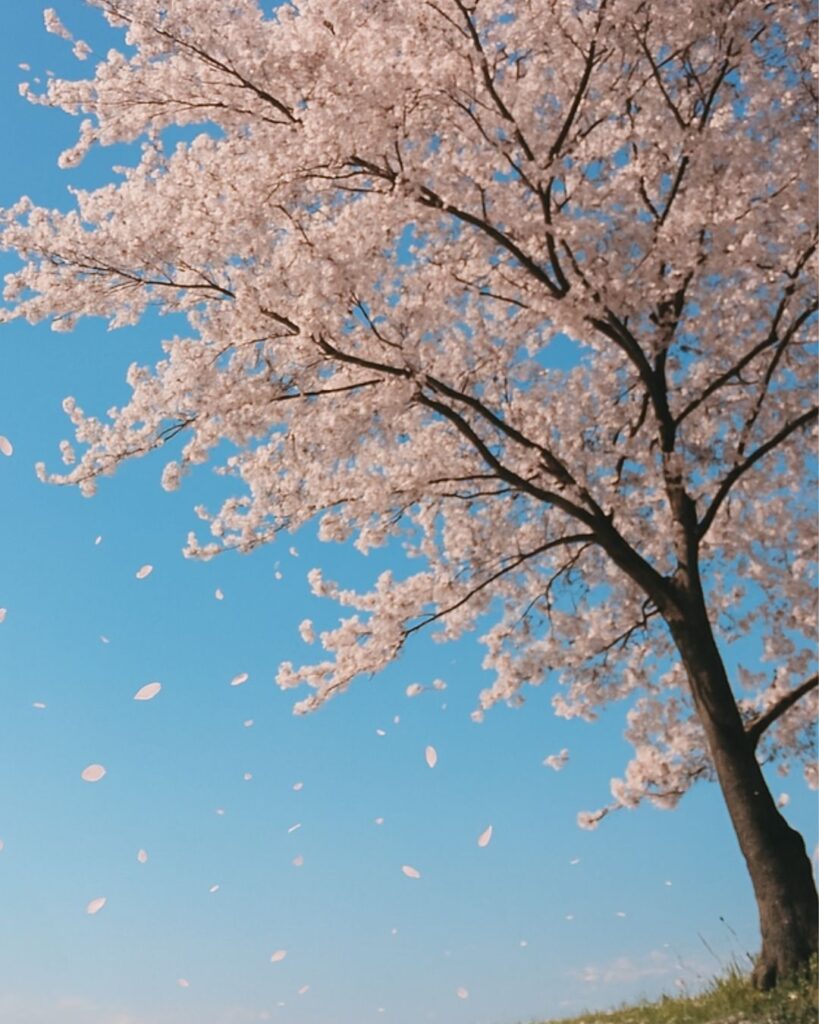 末吉俳句日記「散り際の 桜の見得や 終のこと」俳句イメージ画像