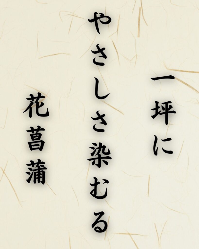 末吉俳句日記「一坪に やさしさ染むる 花菖蒲」俳句テキスト画像