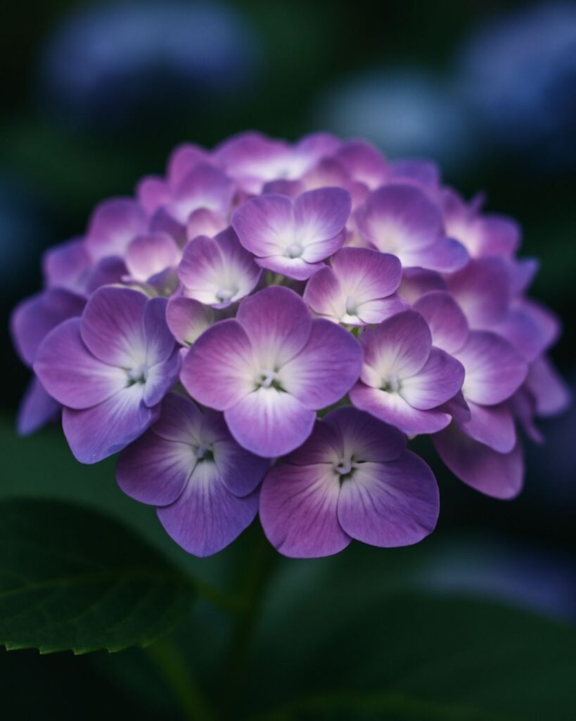 末吉俳句日記「紫陽花や 足らぬ言葉は かぞえけり」俳句イメージ画像