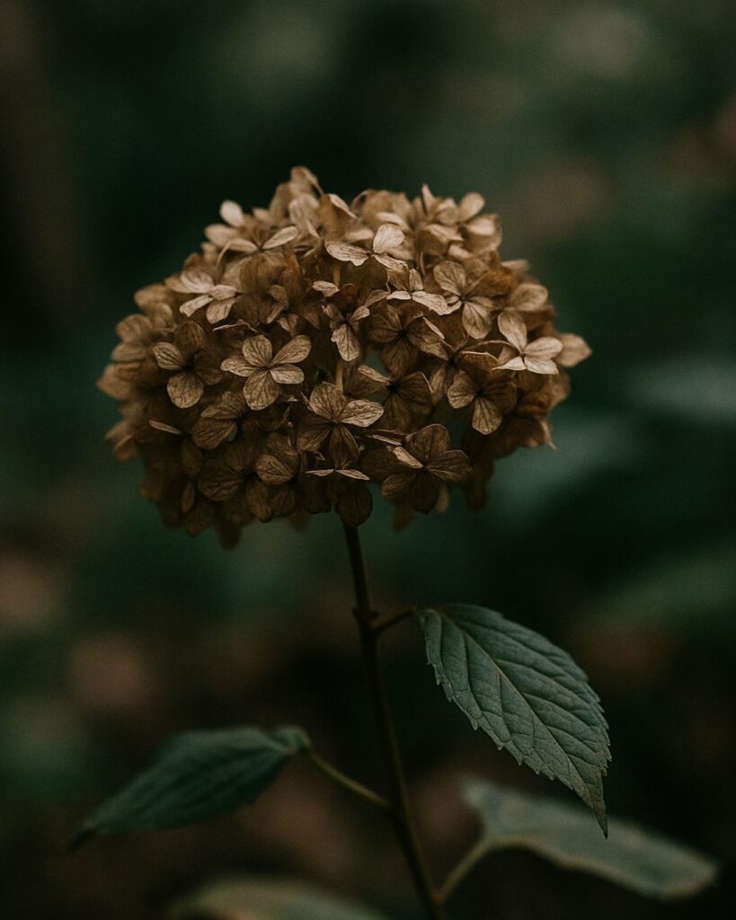 末吉俳句日記「紫陽花や 終のかたちを おしなべて」俳句イメージ画像