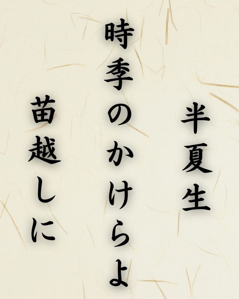 末吉俳句日記「半夏生　時季のかけらよ　苗越しに」俳句イメージ画像