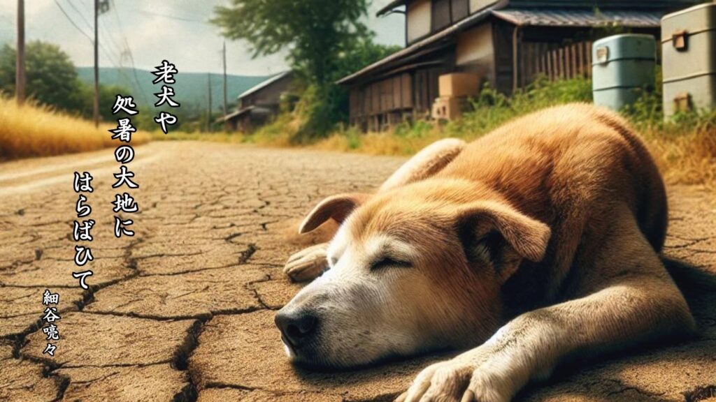 秋の時候季語12選-有名俳人の句で知る季節のことば「処暑」『老犬や 処暑の大地に はらばひて』「細谷喨々」の俳句のイメージイラスト画像