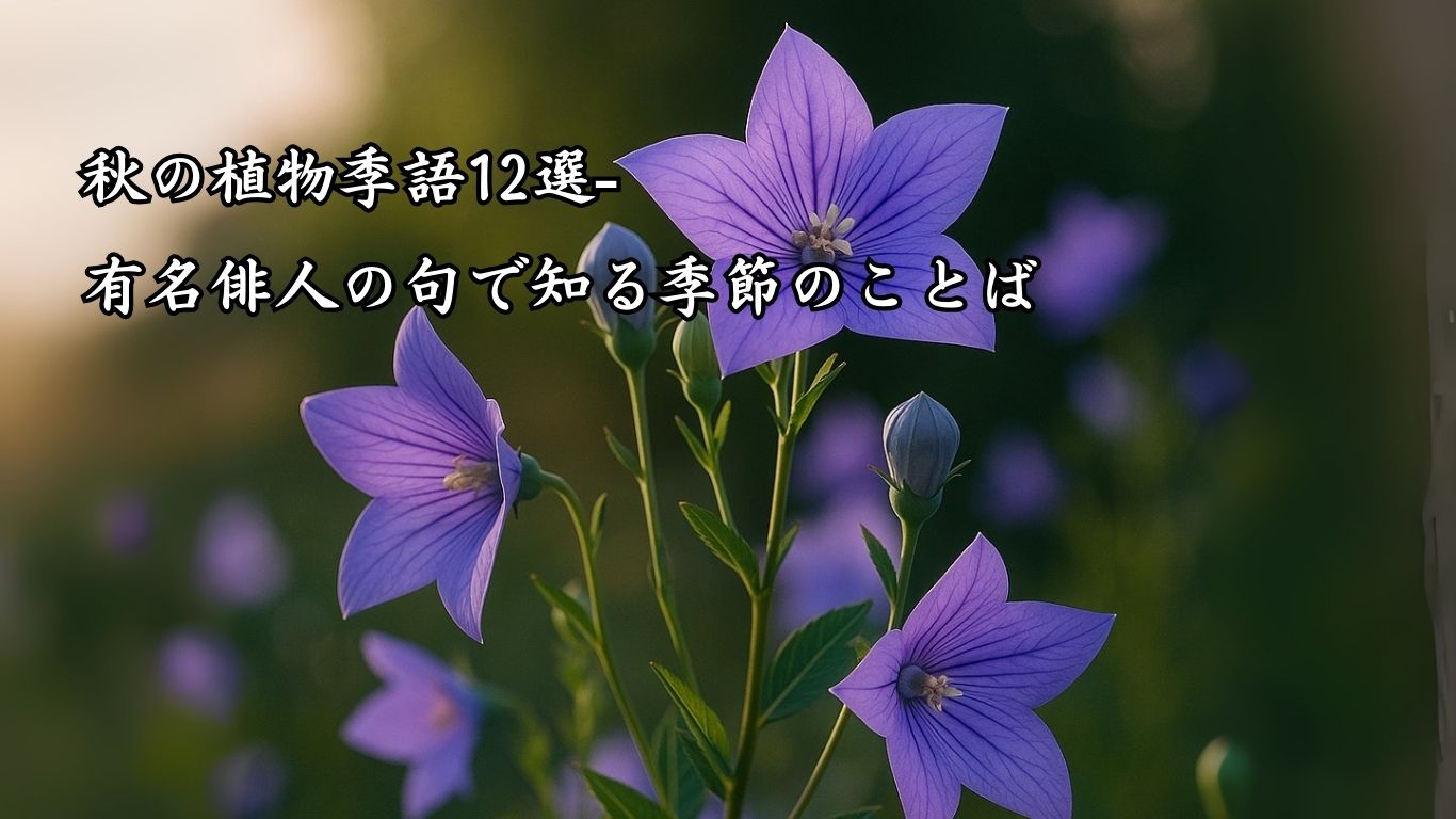 秋の植物季語12選-有名俳人の句で知る季節のことば「桔梗」『烈日の　美しかりし　桔梗かな』「中村汀女」の俳句のイメージイラスト画像