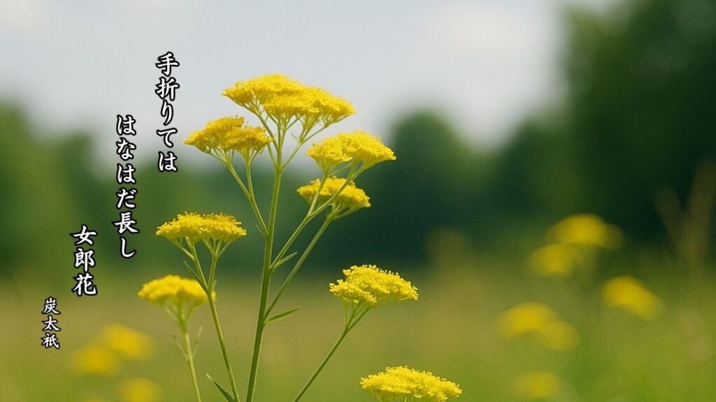 秋の植物季語12選-有名俳人の句で知る季節のことば「女郎花」『手折りては はなはだ長し 女郎花』「炭太祇」の俳句のイメージイラスト画像