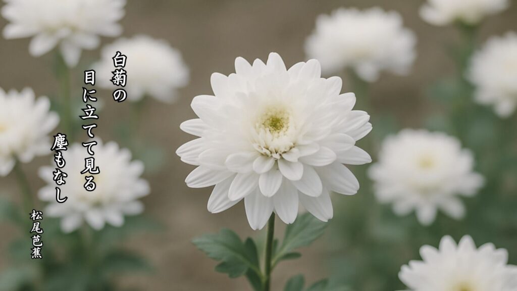 秋の植物季語12選-有名俳人の句で知る季節のことば「菊」『白菊の 目に立てて見る 塵もなし』「松尾芭蕉」の俳句のイメージイラスト画像