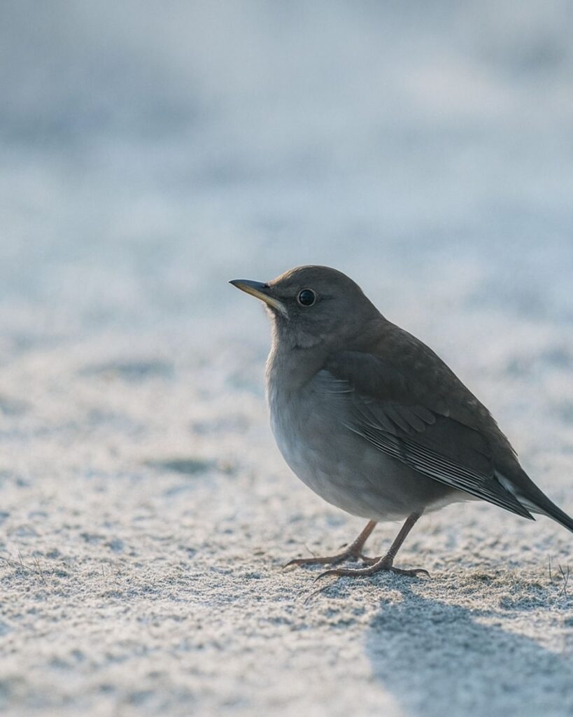 末吉俳句日記「寒禽や 影やすらへて 白うすく」俳句イメージ画像