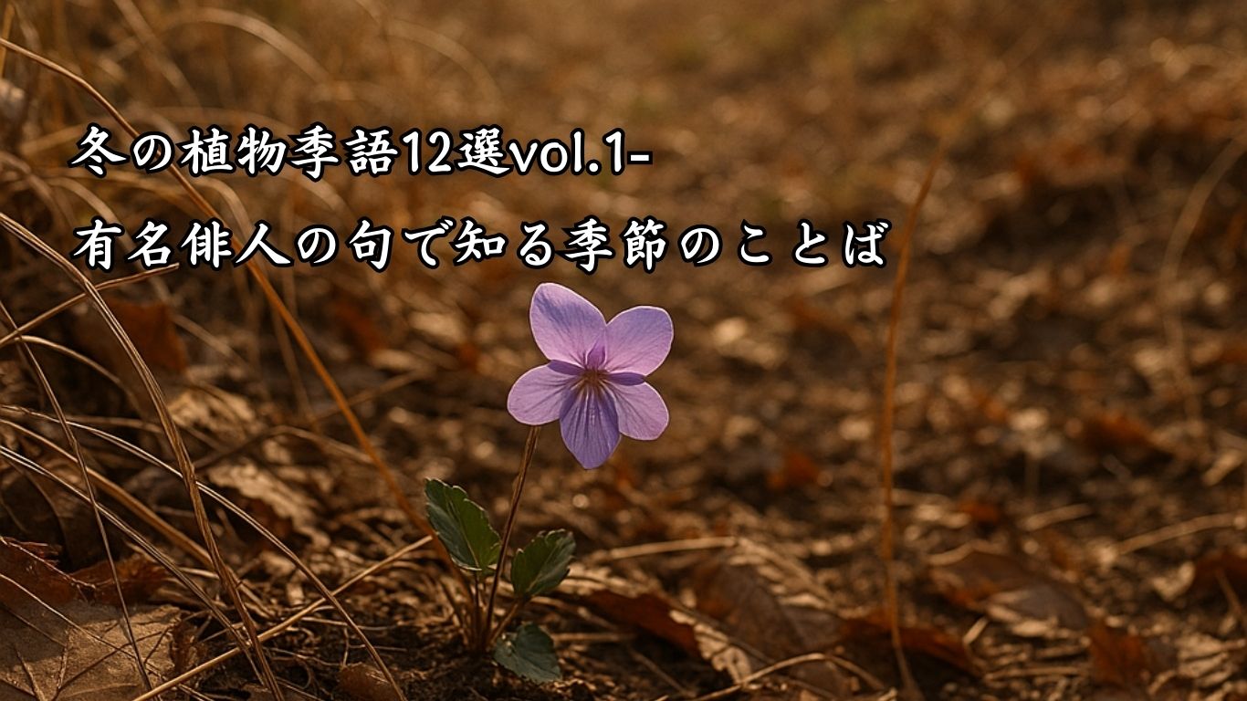 冬の植物季語12選vol.1-有名俳人の句で知る季節のことば「冬菫」『わが齢　わが愛しくて　冬菫』「富安風生」の俳句のイメージイラスト画像