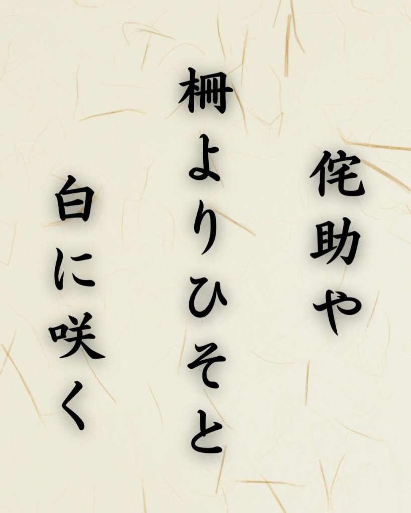 末吉俳句日記「侘助や 柵よりひそと 白に咲く」俳句テキスト画像