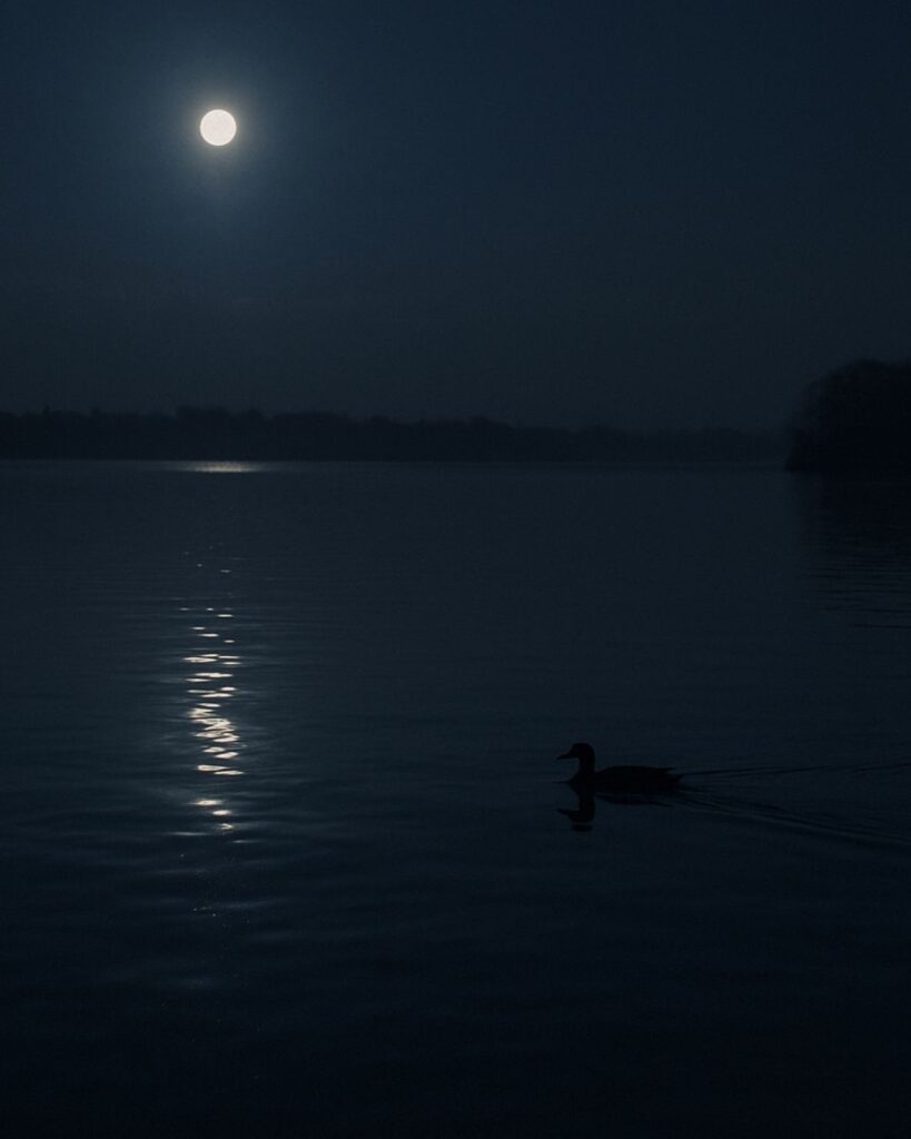 わたぼうし短歌帖「揺るる月　ひそかに追いし　水鳥の
光ひとゆれ　しずけさ満ちる」短歌イメージ画像