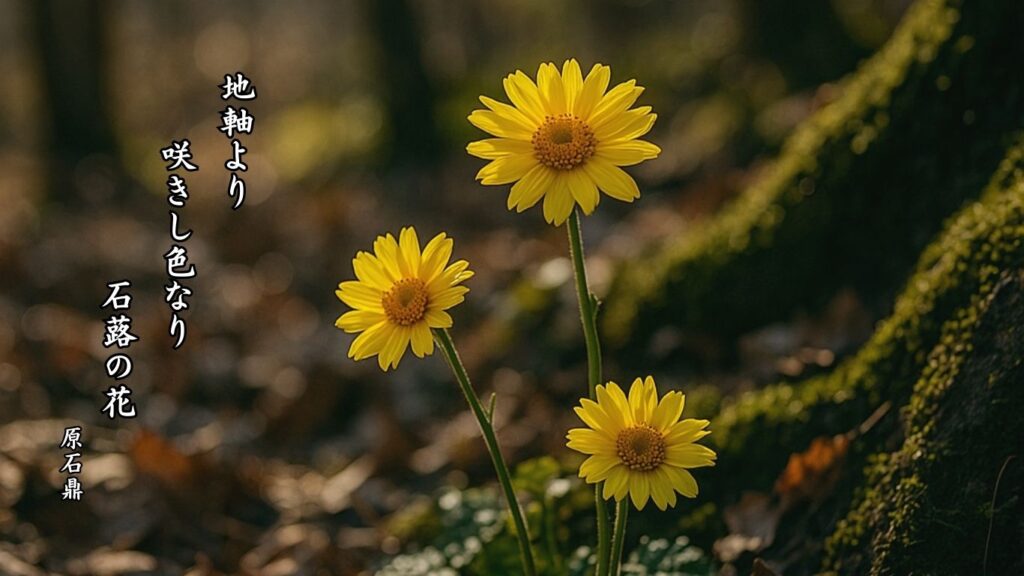 冬の植物季語12選vol.1-有名俳人の句で知る季節のことば「石蕗の花」『地軸より 咲きし色なり 石蕗の花』「原石鼎」の俳句のイメージイラスト画像