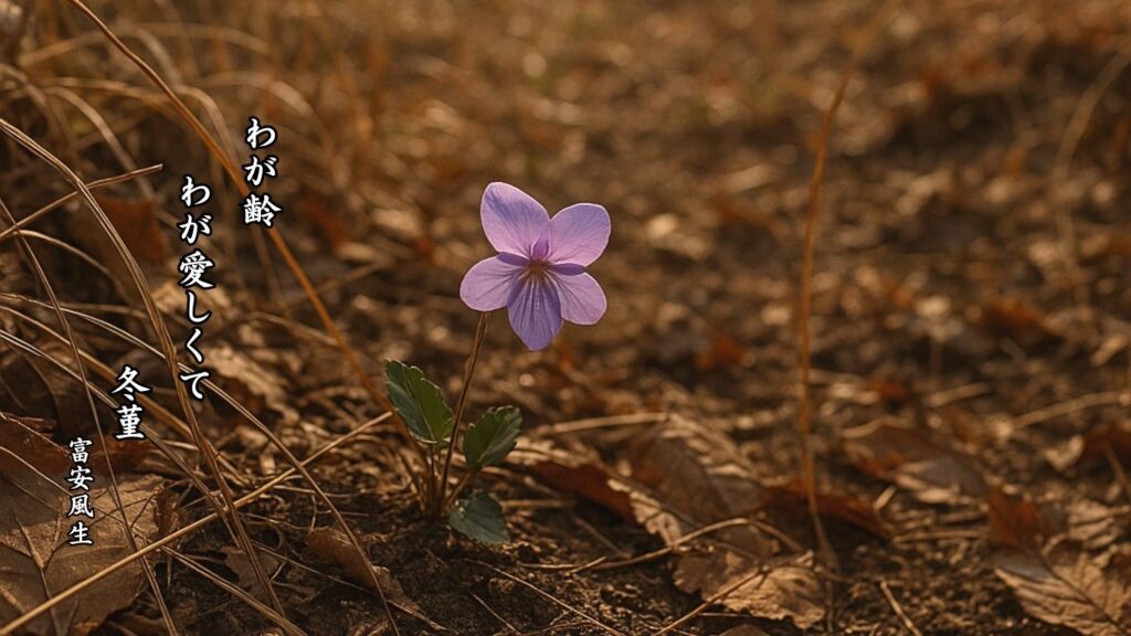 冬の植物季語12選vol.1-有名俳人の句で知る季節のことば「冬菫」『わが齢 わが愛しくて 冬菫』「富安風生」の俳句のイメージイラスト画像