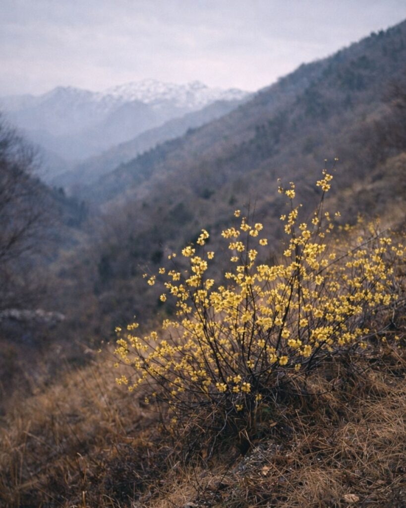 末吉俳句日記「蝋梅や 谷風のせて おくれる香」俳句イメージ画像