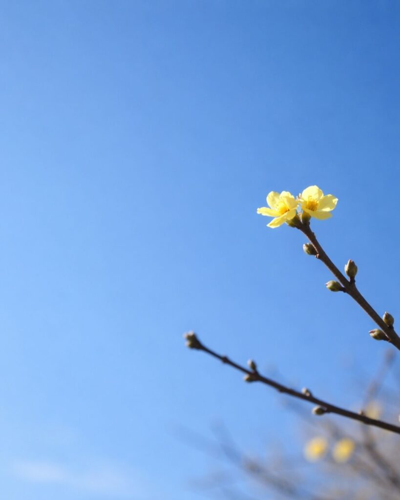 末吉俳句日記「青空や　黄梅ふたつ　ありにけり」俳句イメージ画像