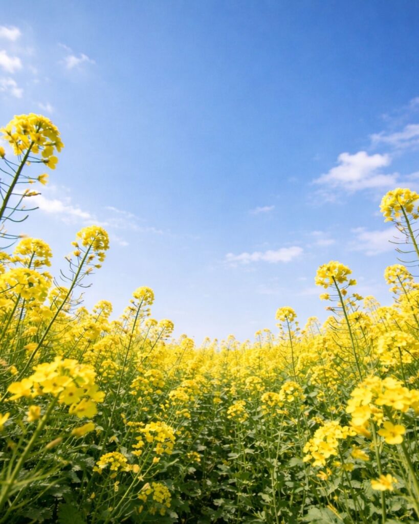 末吉俳句日記「菜の花や 見上げし頃の 空遠く」俳句イメージ画像