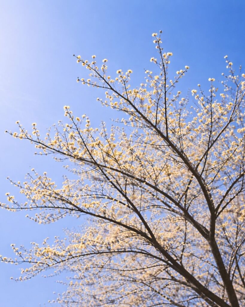 わたぼうし短歌帖「見上げれば 青に浮きたる 黄梅の
風の冷えにも 光立ちけり」短歌イメージ画像