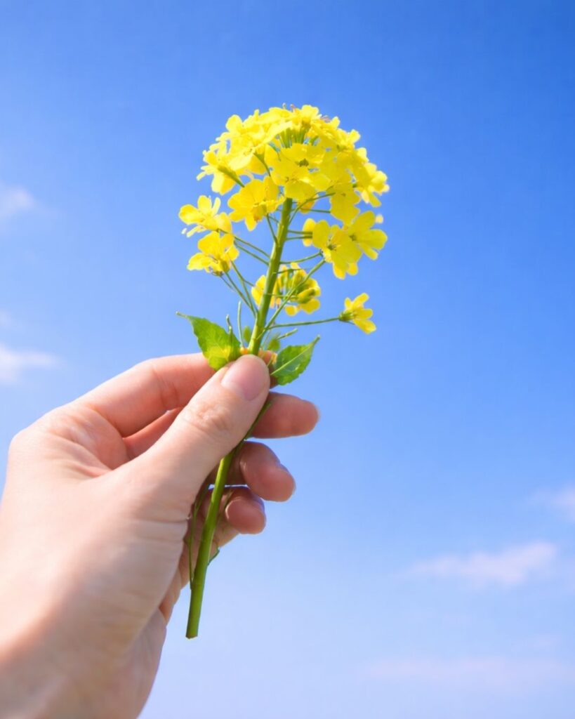 わたぼうし短歌帖「菜の花の　ゆく手かくして　見上げれば
ひらける蒼の　風に名を聞く」短歌イメージ画像