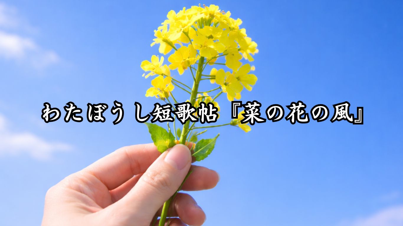 わたぼうし短歌帖『菜の花の風』タイトルイメージ画像