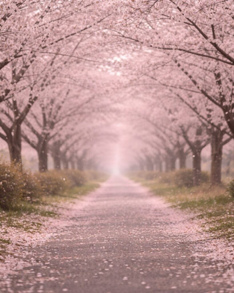 末吉俳句日記「桜散る 見渡すかぎりを 歩くのみ」俳句イメージ画像