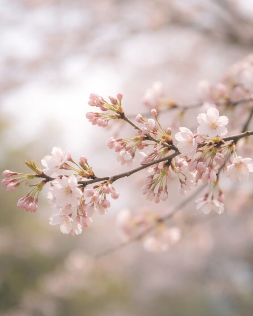 末吉俳句日記「春の川 透くる流れに ほどけゆく」俳句イメージ画像