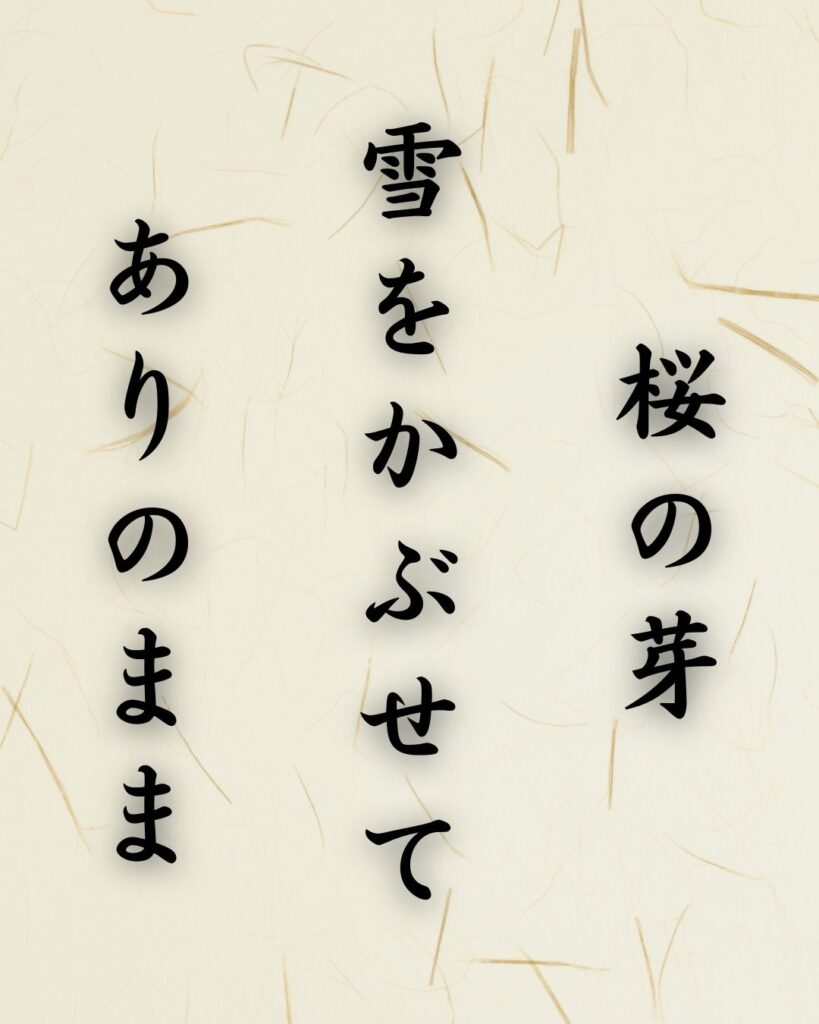 末吉俳句日記「桜の芽　雪をかぶせて　ありのまま」俳句テキスト画像