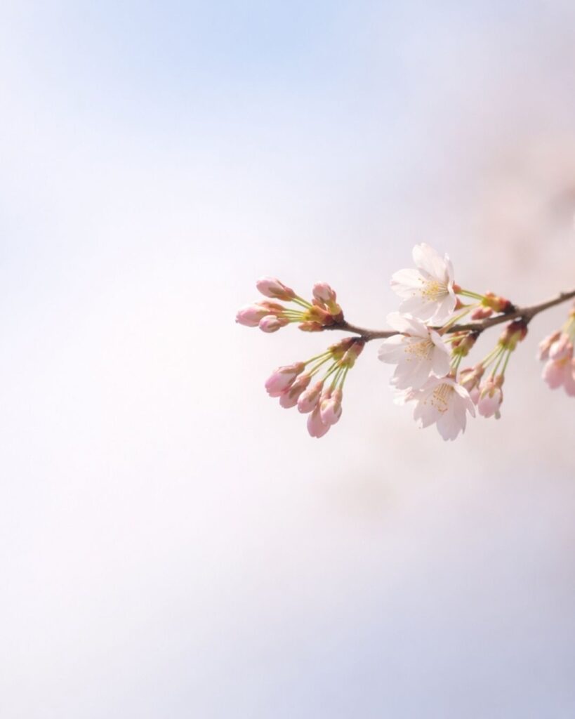 わたぼうし短歌帖「春の川　細きひかりの　ゆらぎつつ
土手をゆく足　ゆるみゆきたり」短歌イメージ画像