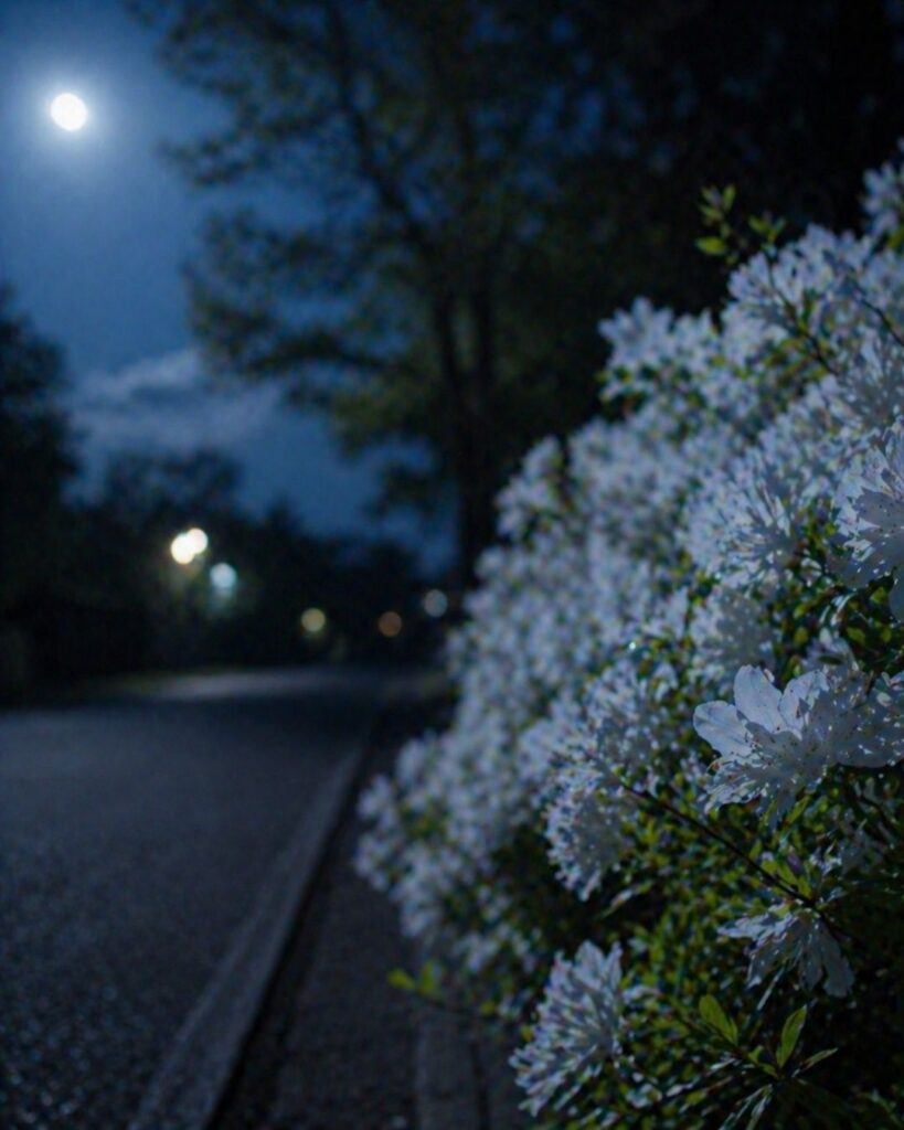 末吉俳句日記「春の夜や　崩れて白き　躑躅かな」俳句イメージ画像