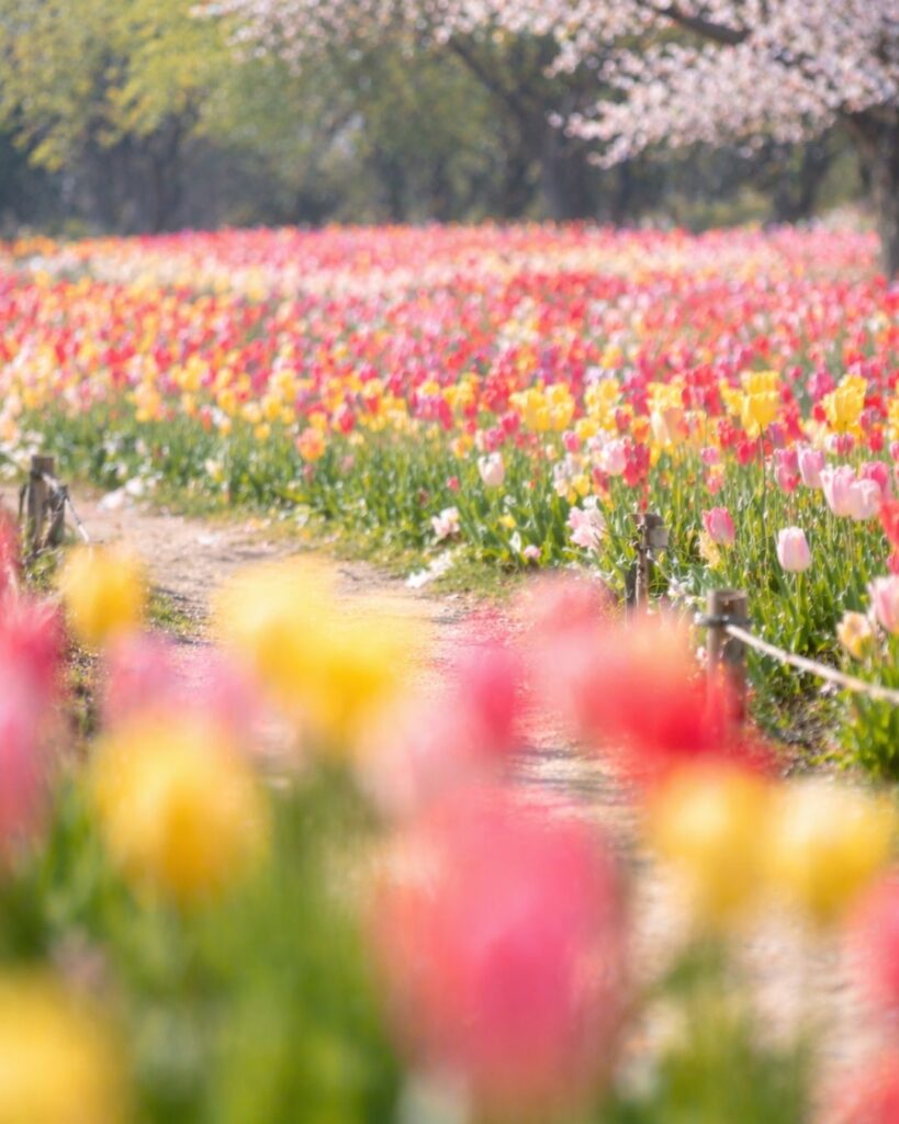 わたぼうし短歌帖「色淡く　かたちを追ひて　ゆく先に
色の彼方へ　心ほどけて」短歌イメージ画像