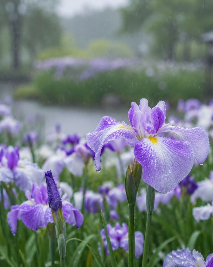わたぼうし短歌帖「花菖蒲 雨のしづくに 色深め
去りゆくほどに ことば残れり」短歌イメージ画像