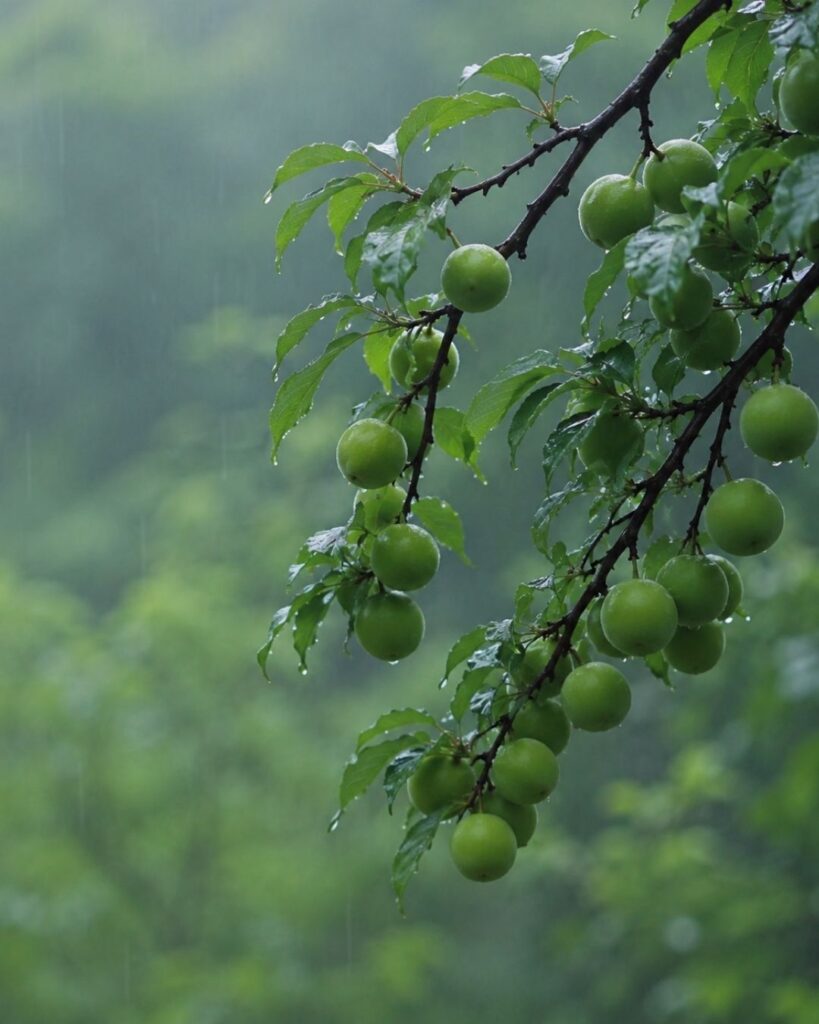 わたぼうし短歌帖「青梅の　雨にうなづく　枝の端
梅の雨なる　名こそありけり」短歌イメージ画像