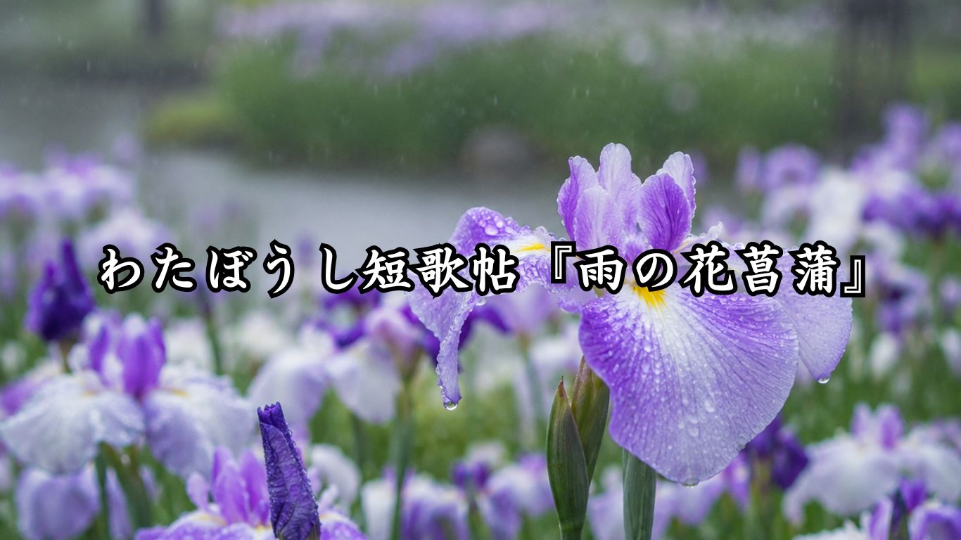 わたぼうし短歌帖『雨の花菖蒲』タイトルイメージ画像