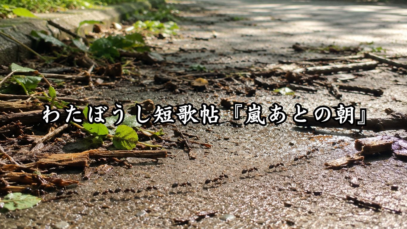 わたぼうし短歌帖『嵐あとの朝』タイトルイメージ画像
