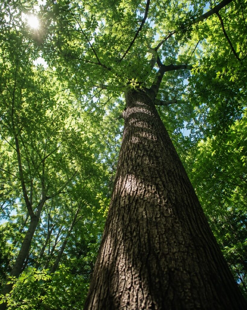 わたぼうし短歌帖「夏木立　身を沈めれば　しづけさの
ひびきとなりて　満ちてきにけり」短歌イメージ画像