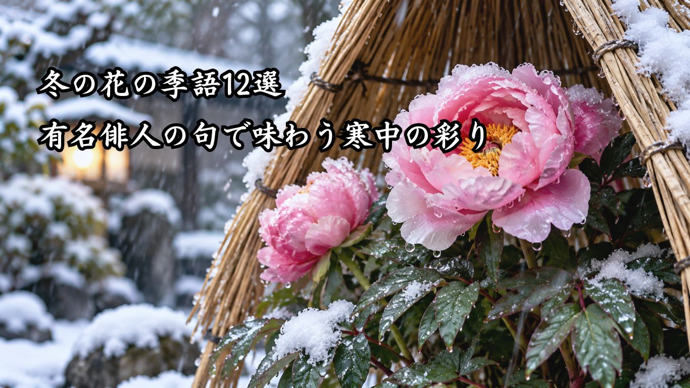 冬の花の季語12選｜有名俳人の句で味わう寒中の彩り『雪よりも　時雨にもろし　冬牡丹』正岡子規の俳句のイメージイラスト画像